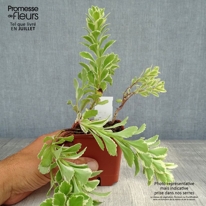 Exemplaar van Sedum takesimense Atlantis - Orpin bont Kweekpotje van 8/9 cm zoals geleverd in de zomer