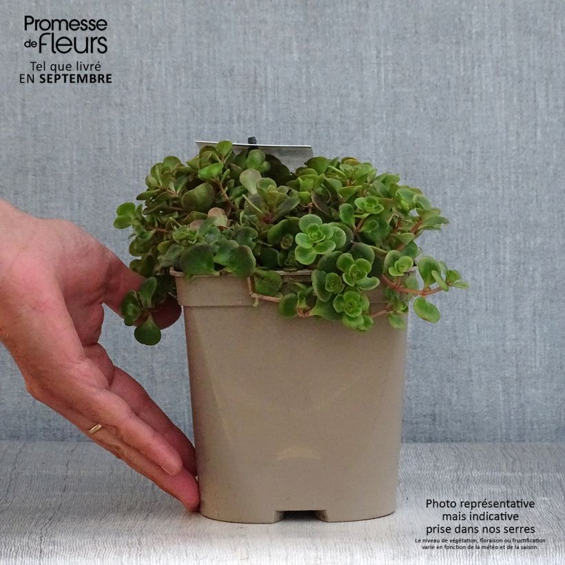 Exemplaar van Sedum tetractinum Coral Reef - Vetkruid Pot van 2 l/3 l zoals geleverd in de herfst