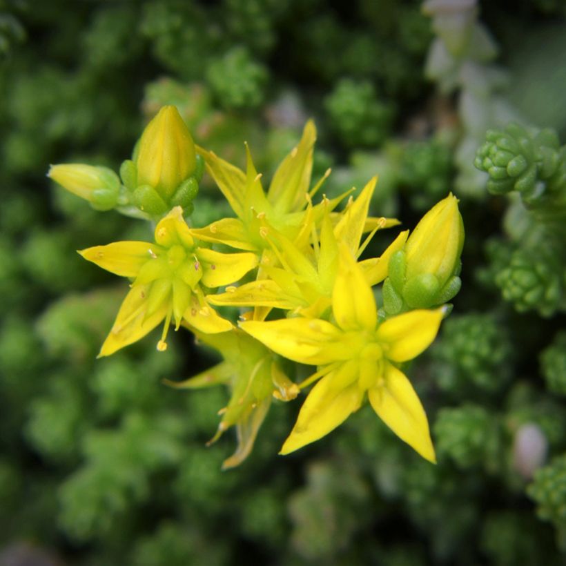 Sedum acre (zaad) - Muurpeper (Bloei)