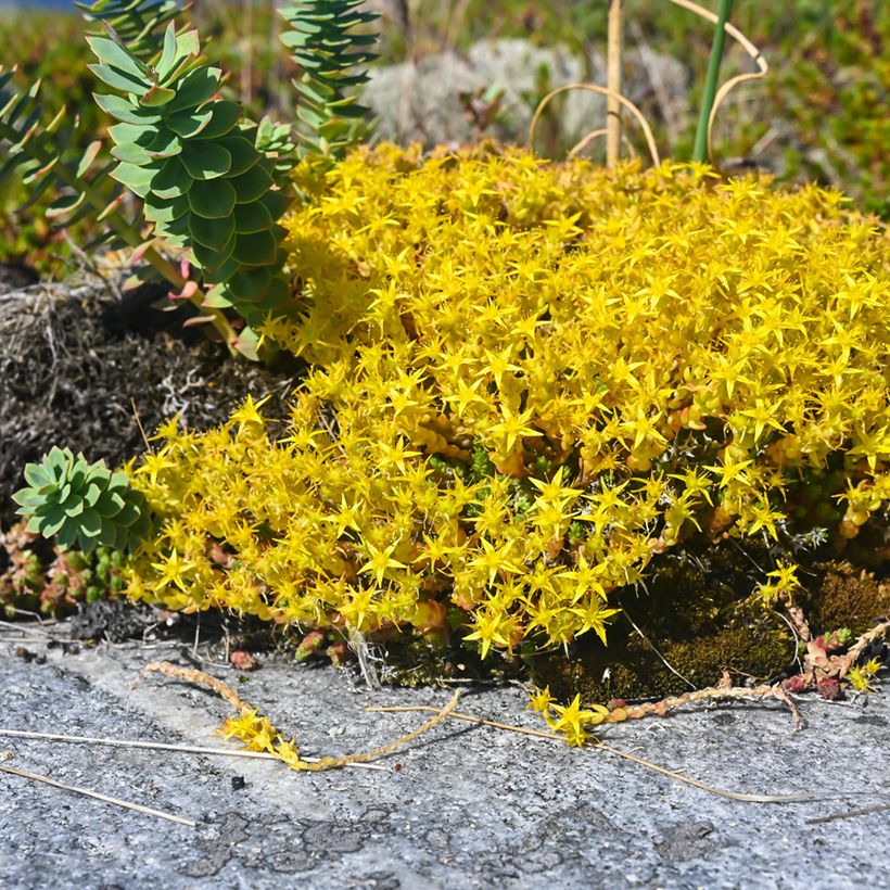 Sedum acre (zaad) - Muurpeper (Groeiplaats)