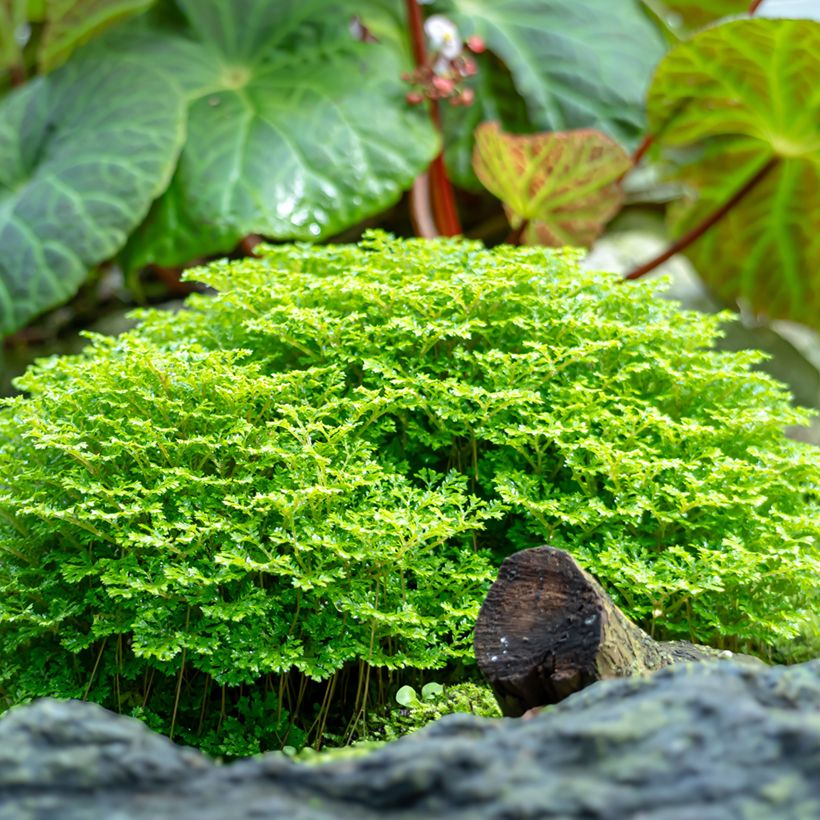 Selaginella apoda - Mosvaren (Groeiplaats)