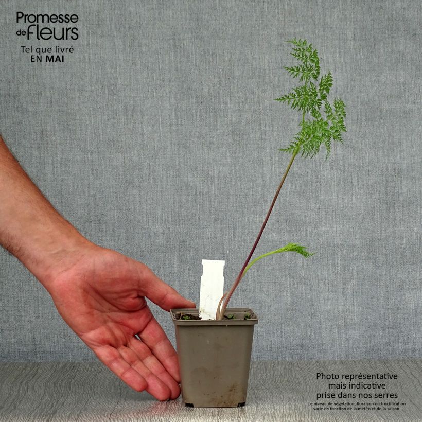 Exemplaar van Selinum wallichianum - Karwijselie Kweekpotje van 8/9 cm zoals geleverd in de lente