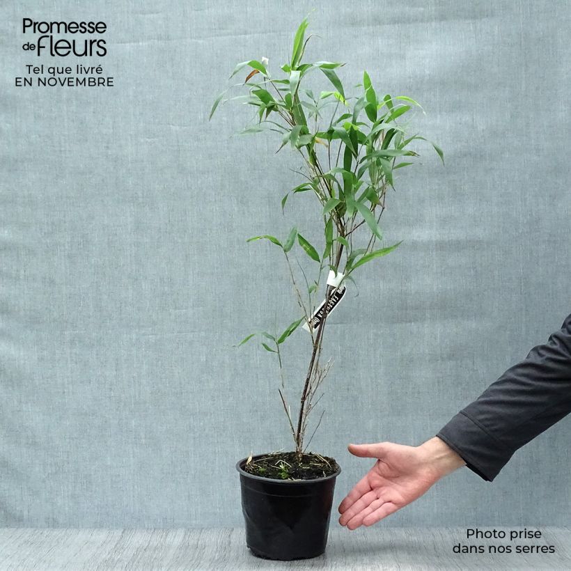 Exemplaar van Semiarundinaria fastuosa - Narihiri-bamboe Pot van 1,5 l/2 l zoals geleverd in de herfst
