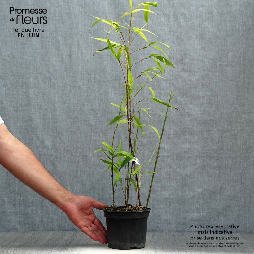 Exemplaar van Semiarundinaria fastuosa - Narihiri-bamboe Pot van 1,5 l/2 l zoals geleverd in de zomer