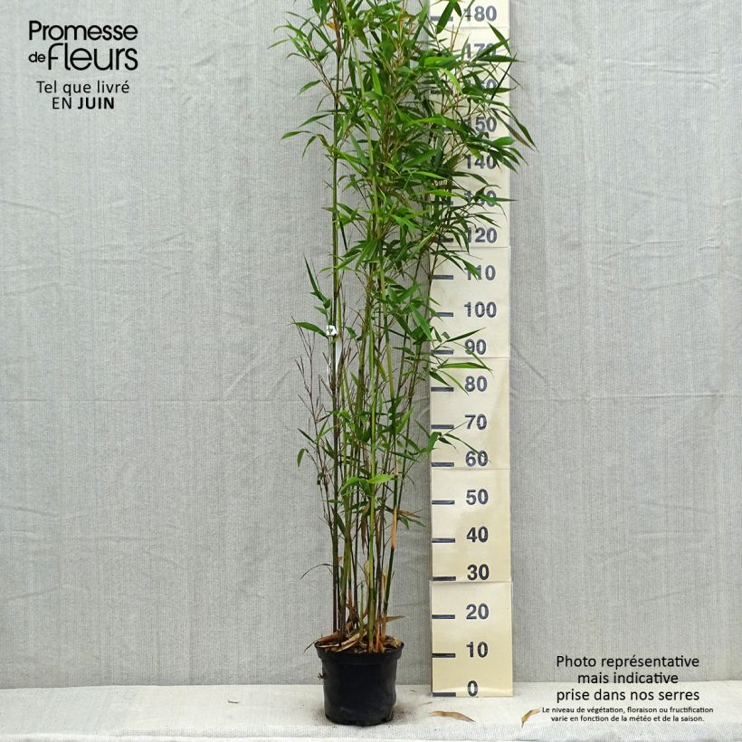 Exemplaar van Semiarundinaria fastuosa Viridis - Zuilenbamboe Pot van 4 l/5 l zoals geleverd in de zomer