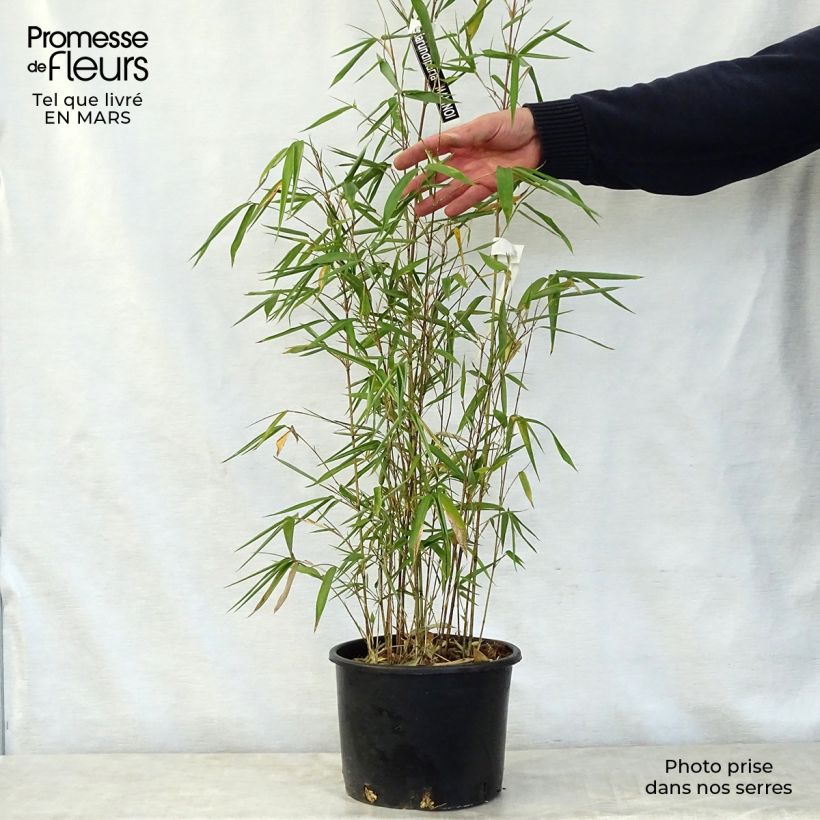 Example of Semiarundinaria makinoi - Makino-bamboe Pot van 4 l/5 l as you get in printemps