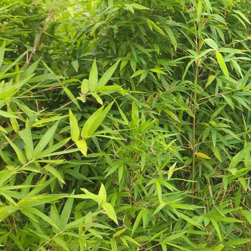 Semiarundinaria makinoi - Makino-bamboe (Foliage)