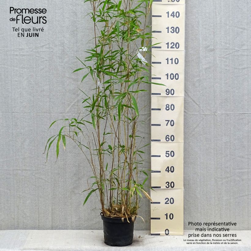 Exemplaar van Semiarundinaria yashadake Kimmei - Bamboe middelgroot Pot van 4 l/5 l zoals geleverd in de zomer