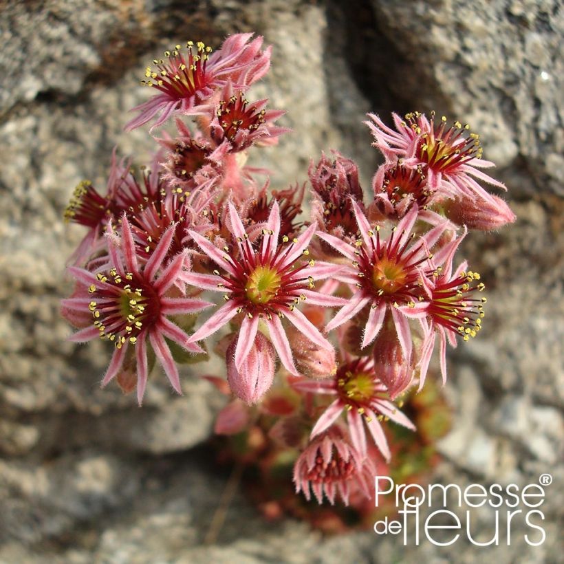 Sempervivum Gemengd - Huislook (Bloei)