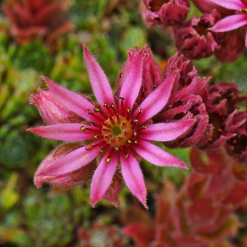 Sempervivum Alpha - Huislook (Bloei)