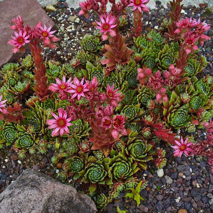 Sempervivum Alpha - Huislook (Groeiplaats)
