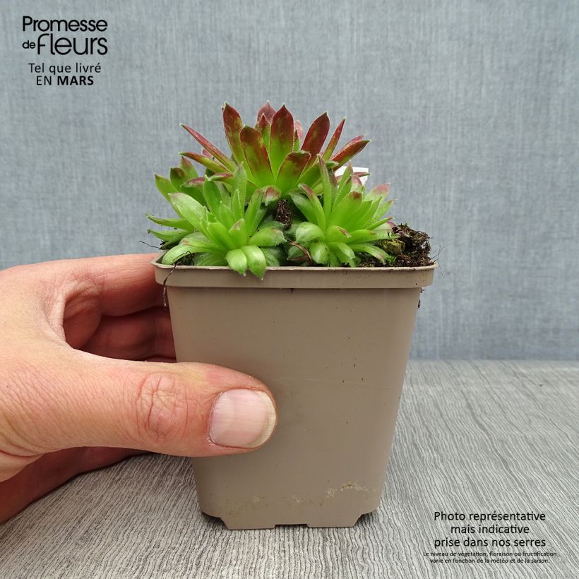 Exemplaar van Sempervivum Alpha - Huislook Kweekpotje van 8/9 cm zoals geleverd in de lente