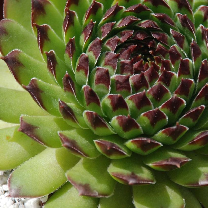 Sempervivum Chick Charms Appletini - Huislook (Blad)