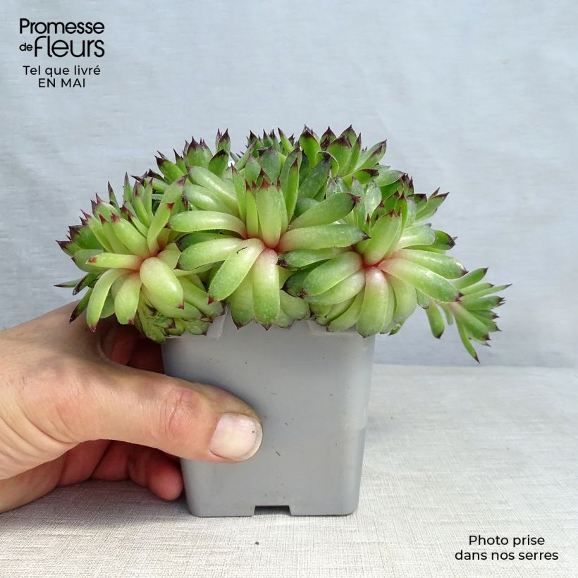 Exemplaar van Sempervivum Chick Charms Appletini - Huislook Pot van 10 cm/11 cm zoals geleverd in de lente