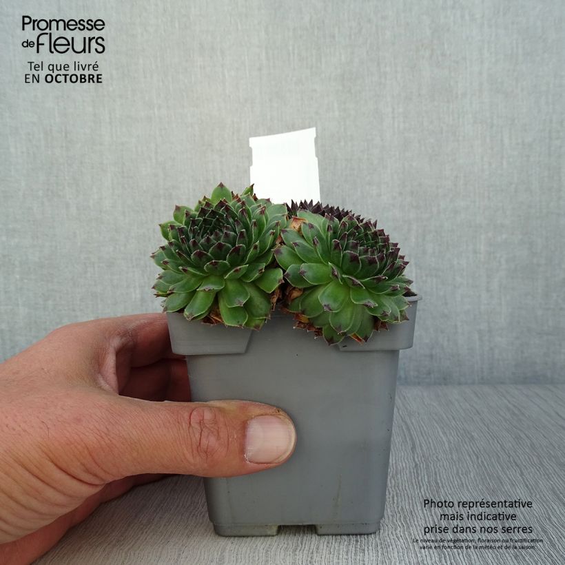 Exemplaar van Sempervivum Chick Charms Appletini - Huislook Pot van 10 cm/11 cm zoals geleverd in de herfst