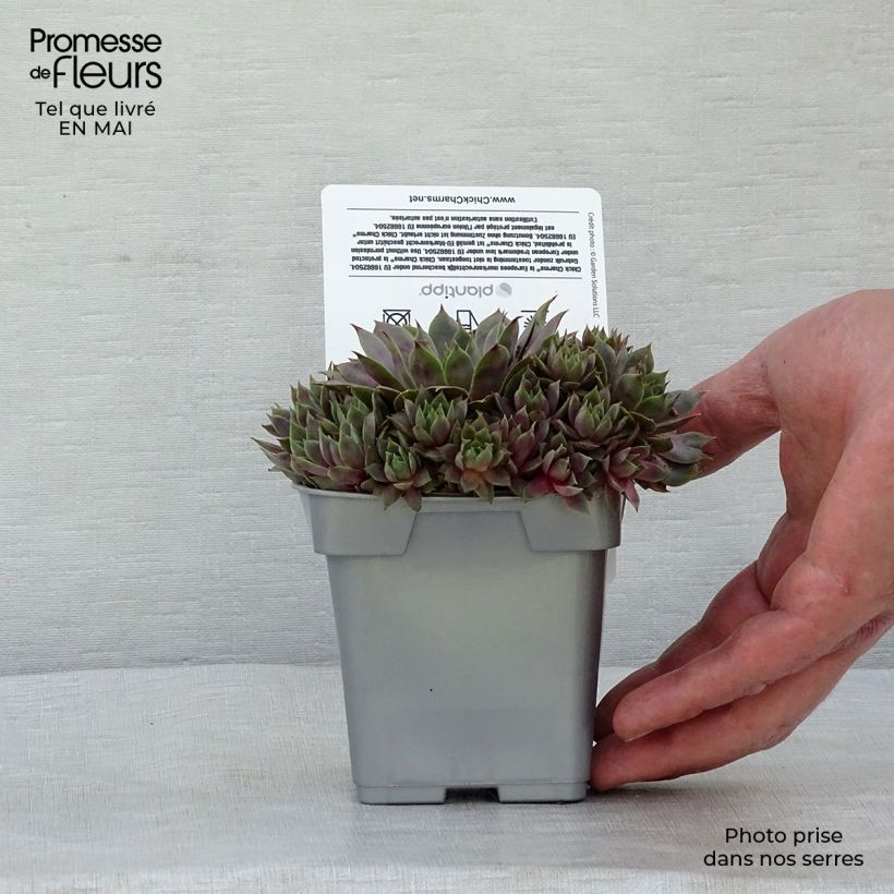 Exemplaar van Sempervivum Chick Charms Berry Blues - Huislook Pot van 10 cm/11 cm zoals geleverd in de lente