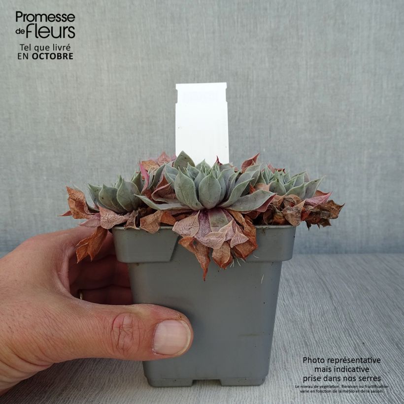 Exemplaar van Sempervivum Chick Charms Berry Blues - Huislook Pot van 10 cm/11 cm zoals geleverd in de herfst