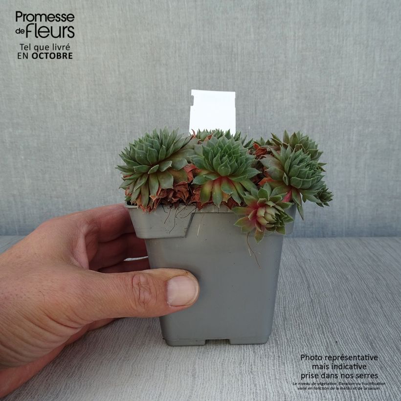 Exemplaar van Sempervivum Chick Charms Bing Cherry - Huislook Pot van 10 cm/11 cm zoals geleverd in de herfst