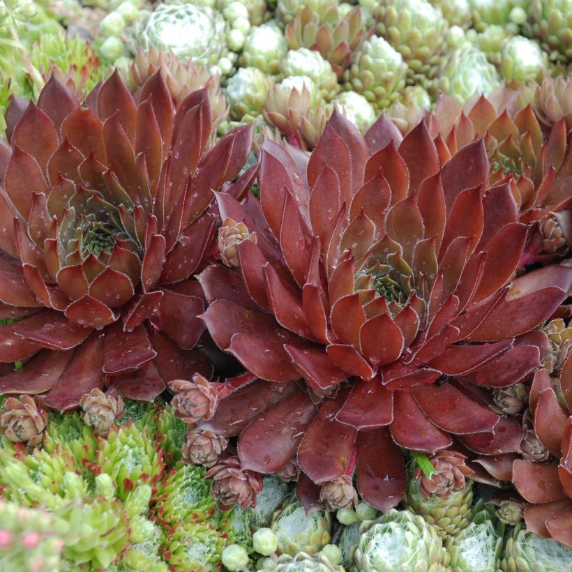 Sempervivum Chick Charms Cherry Berry - Huislook (Blad)