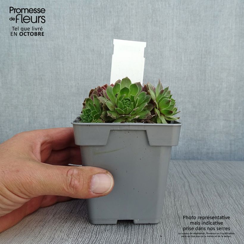 Exemplaar van Sempervivum Chick Charms Cherry Berry - Huislook Pot van 10 cm/11 cm zoals geleverd in de herfst