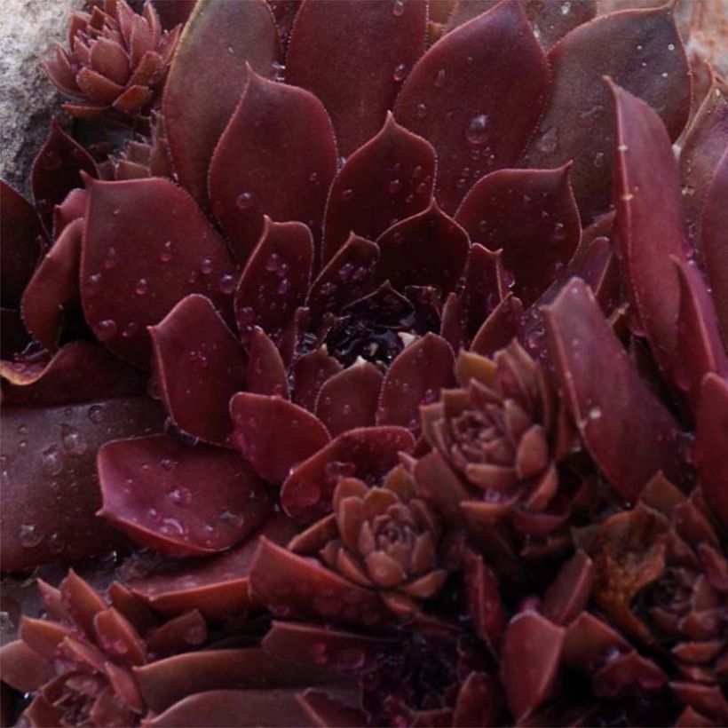 Sempervivum Chick Charms Chocolate Kiss - Huislook (Blad)