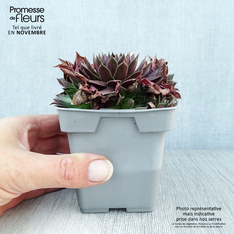 Exemplaar van Sempervivum Chick Charms Chocolate Kiss - Huislook Pot van 10 cm/11 cm zoals geleverd in de herfst