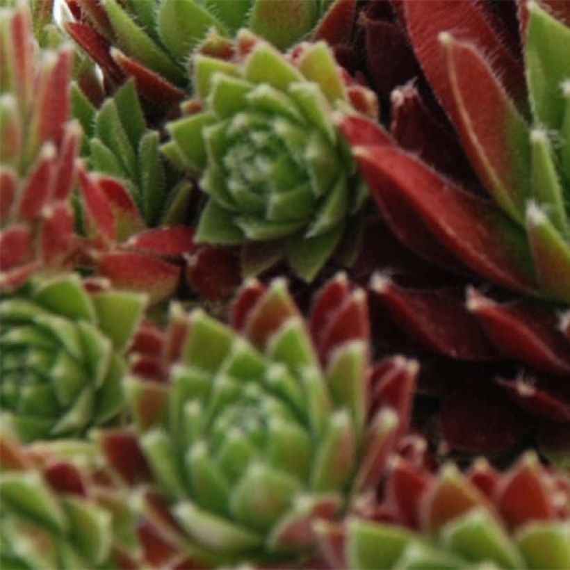 Sempervivum Chick Charms Cinnamon Starbust - Joubarbe (Blad)