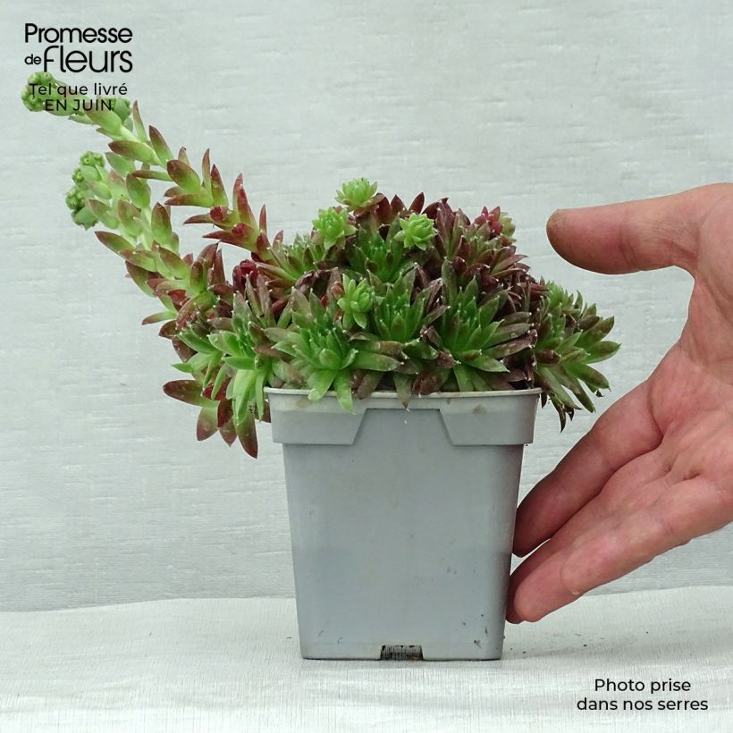Exemplaar van Sempervivum Chick Charms Cinnamon Starbust - Joubarbe Pot van 10 cm/11 cm zoals geleverd in de zomer