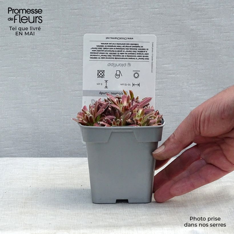 Exemplaar van Sempervivum Chick Charms Cosmic Candy - Huislook Pot van 10 cm/11 cm zoals geleverd in de lente