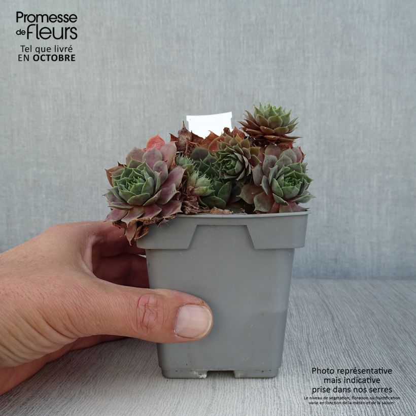 Exemplaar van Sempervivum Chick Charms Cosmic Candy - Huislook Pot van 10 cm/11 cm zoals geleverd in de herfst