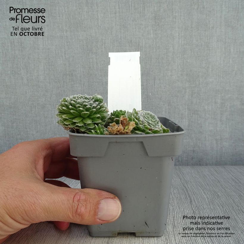 Exemplaar van Sempervivum Chick Charms Cotton Candy - Huislook Pot van 10 cm/11 cm zoals geleverd in de herfst