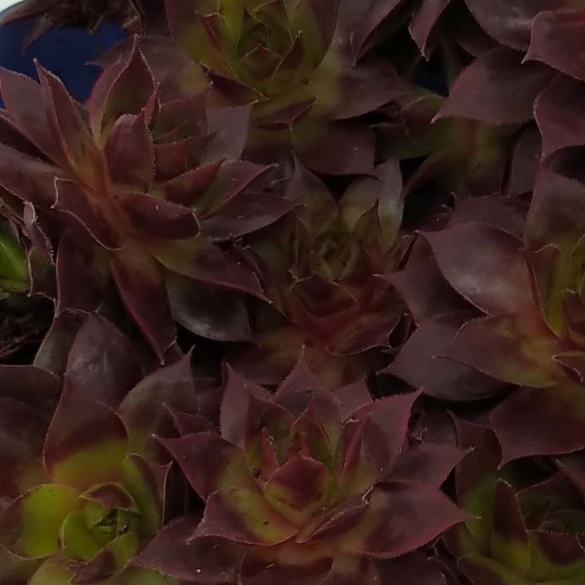 Sempervivum Chick Charms Cranberry Cocktail - Huislook (Blad)