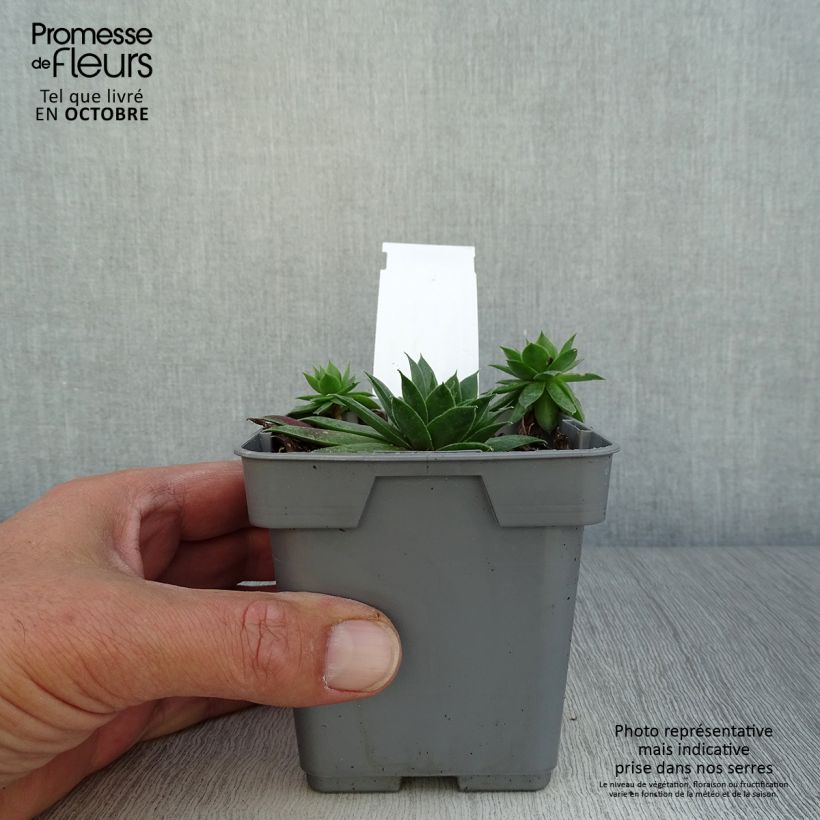 Exemplaar van Sempervivum Chick Charms Cranberry Cocktail - Huislook Pot van 10 cm/11 cm zoals geleverd in de herfst