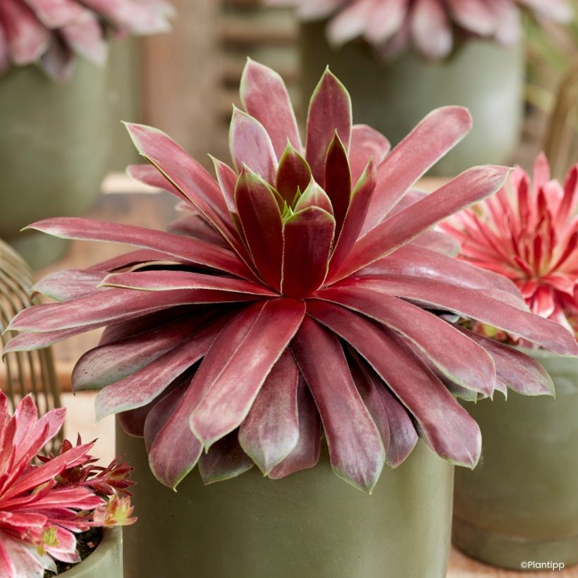 Sempervivum Chick Charms Giant Emerald Explosion - Huislook (Blad)