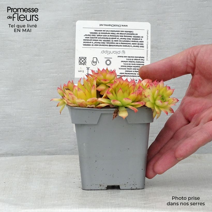 Exemplaar van Sempervivum Chick Charms Gold Nugget - Huislook Pot van 10 cm/11 cm zoals geleverd in de lente