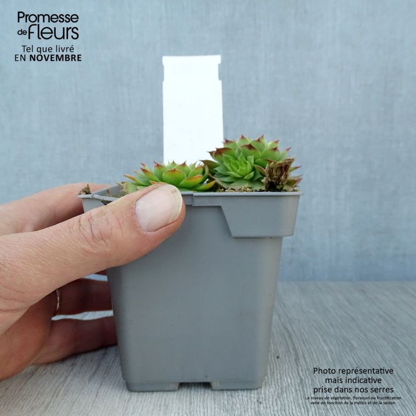 Exemplaar van Sempervivum Chick Charms Gold Nugget - Huislook Pot van 10 cm/11 cm zoals geleverd in de herfst