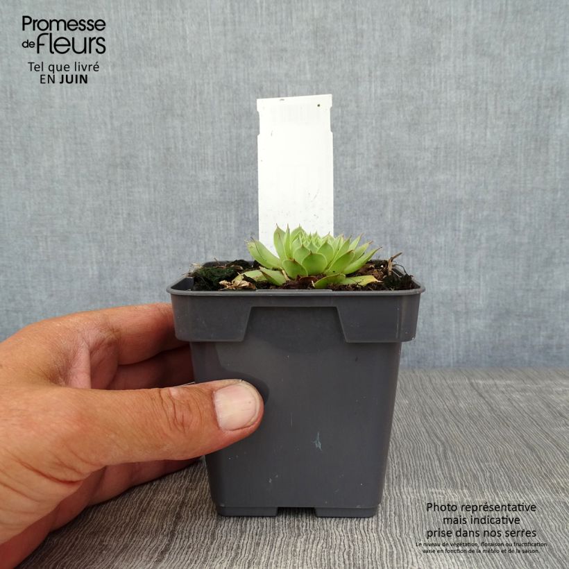 Exemplaar van Sempervivum Chick Charms Gold Nugget - Huislook Pot van 10 cm/11 cm zoals geleverd in de zomer
