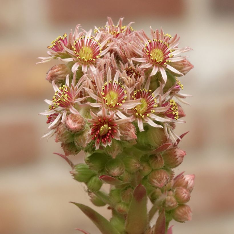 Sempervivum Chick Charms Gold Nugget - Huislook (Bloei)