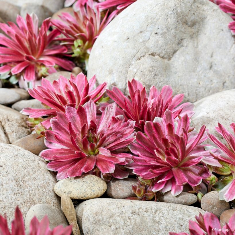 Sempervivum Chick Charms Lotus Blossom - Huislook (Groeiplaats)