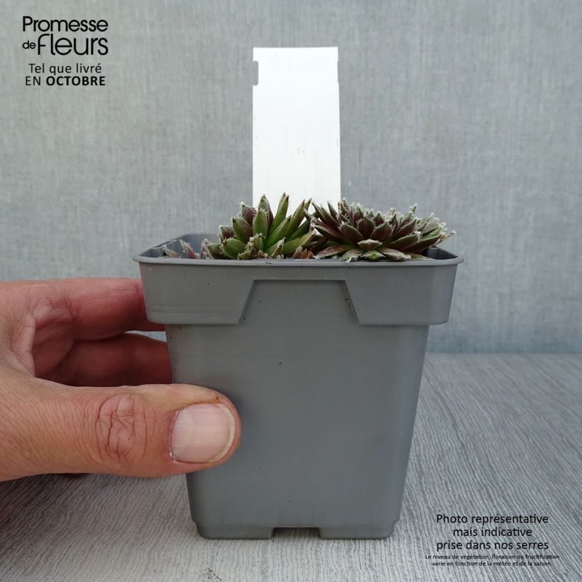Exemplaar van Sempervivum Chick Charms Plum Perfect - Huislook Pot van 10 cm/11 cm zoals geleverd in de herfst