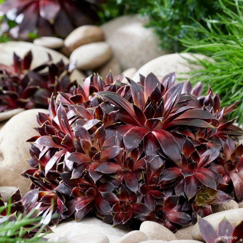 Sempervivum Coconut Crystal - Huislook (Groeiplaats)