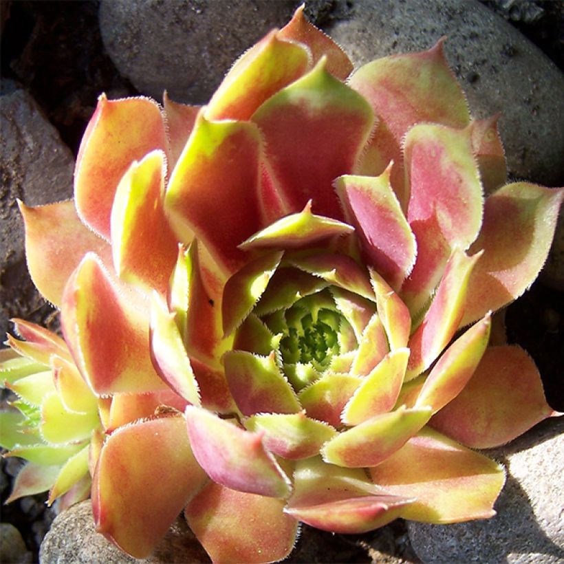Sempervivum Commander Hay - Huislook (Bloei)