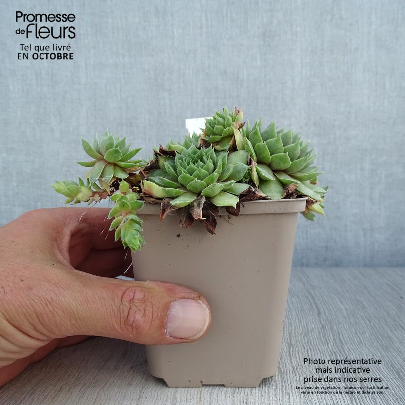 Exemplaar van Sempervivum Commander Hay - Huislook Kweekpotje van 8/9 cm zoals geleverd in de herfst