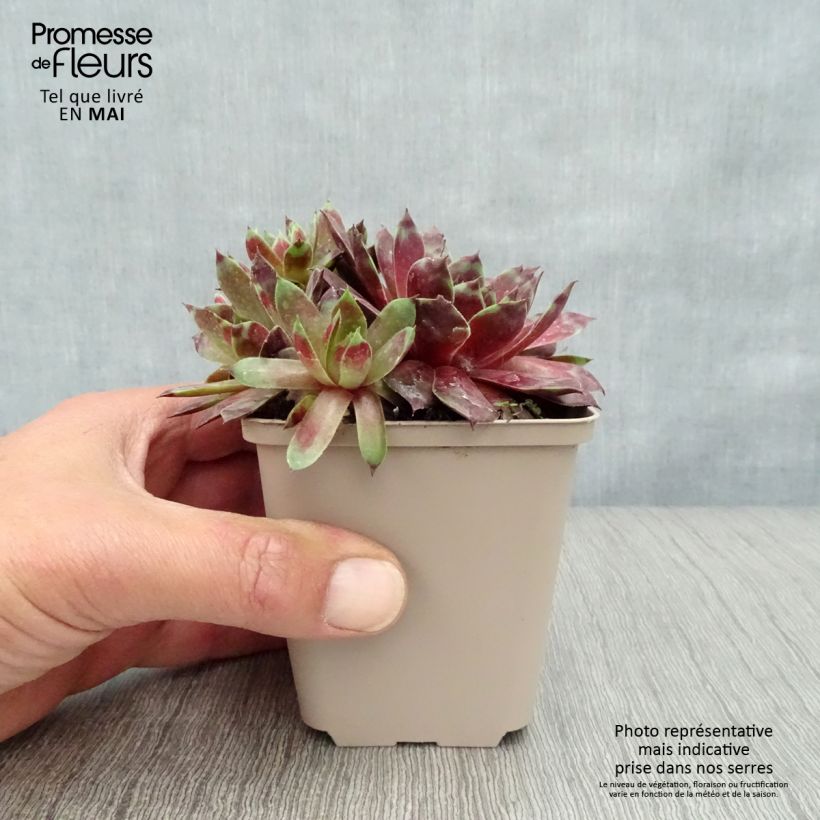 Exemplaar van Sempervivum Commander Hay - Huislook Kweekpotje van 8/9 cm zoals geleverd in de lente