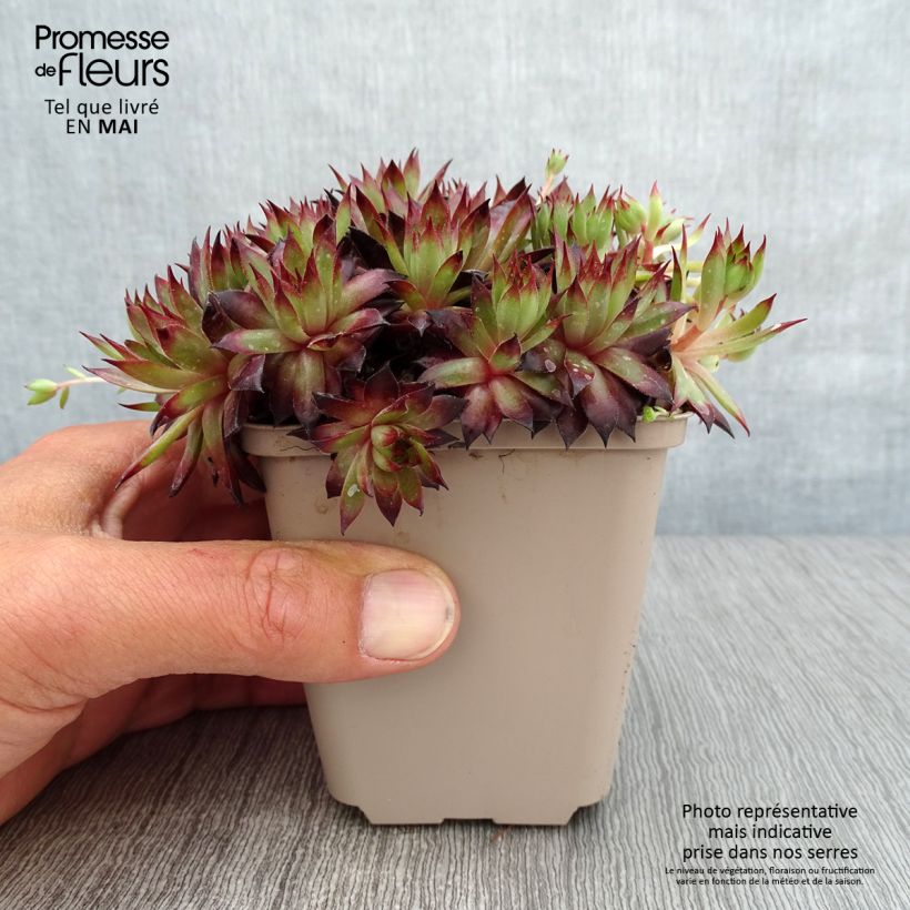 Exemplaar van Sempervivum Dark Beauty - Huislook Kweekpotje van 8/9 cm zoals geleverd in de lente