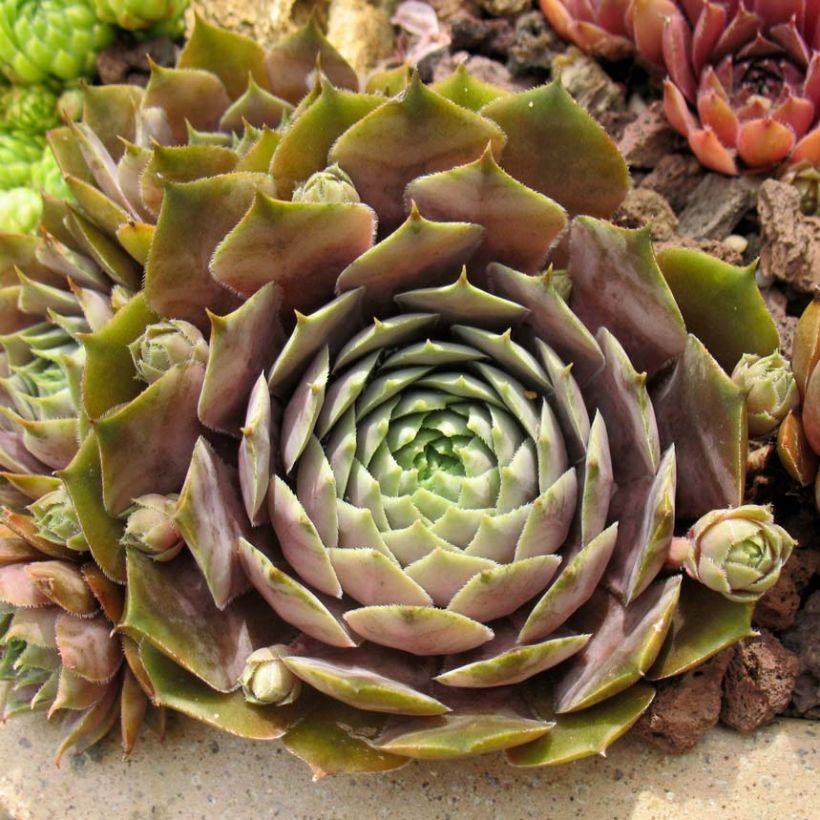 Sempervivum Feldmaier - Huislook (Blad)