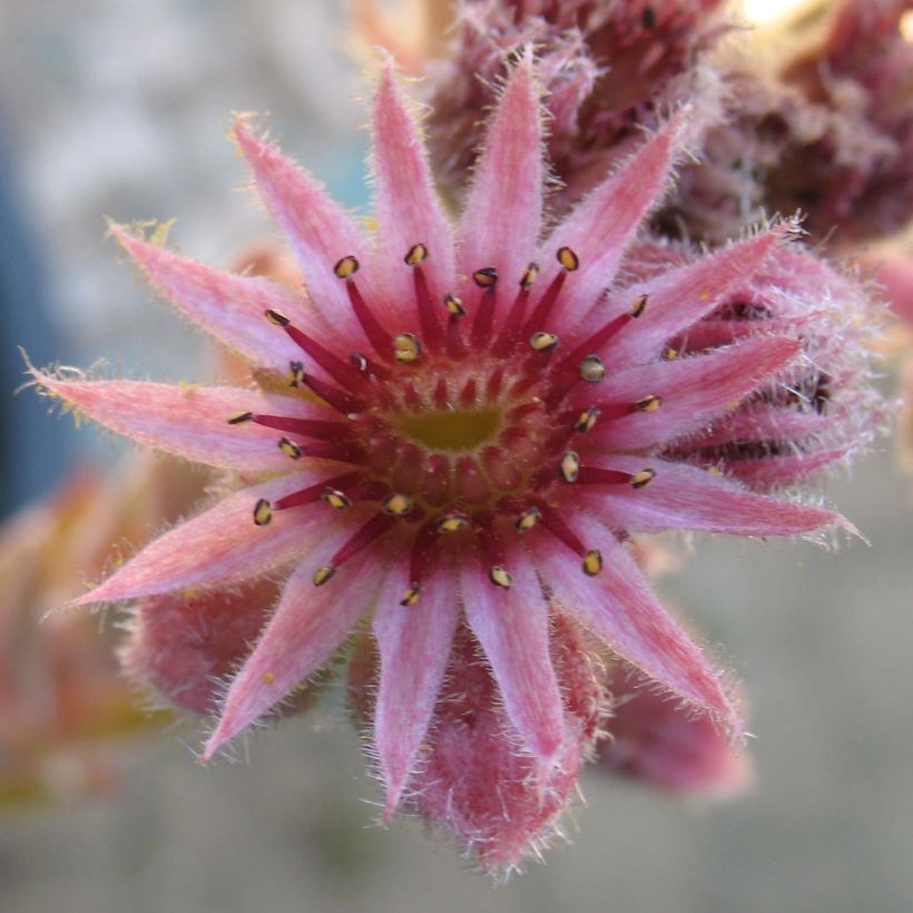 Sempervivum Feldmaier - Huislook (Bloei)