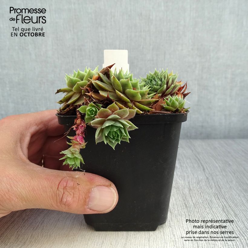 Exemplaar van Sempervivum Feldmaier - Huislook Kweekpotje van 8/9 cm zoals geleverd in de herfst