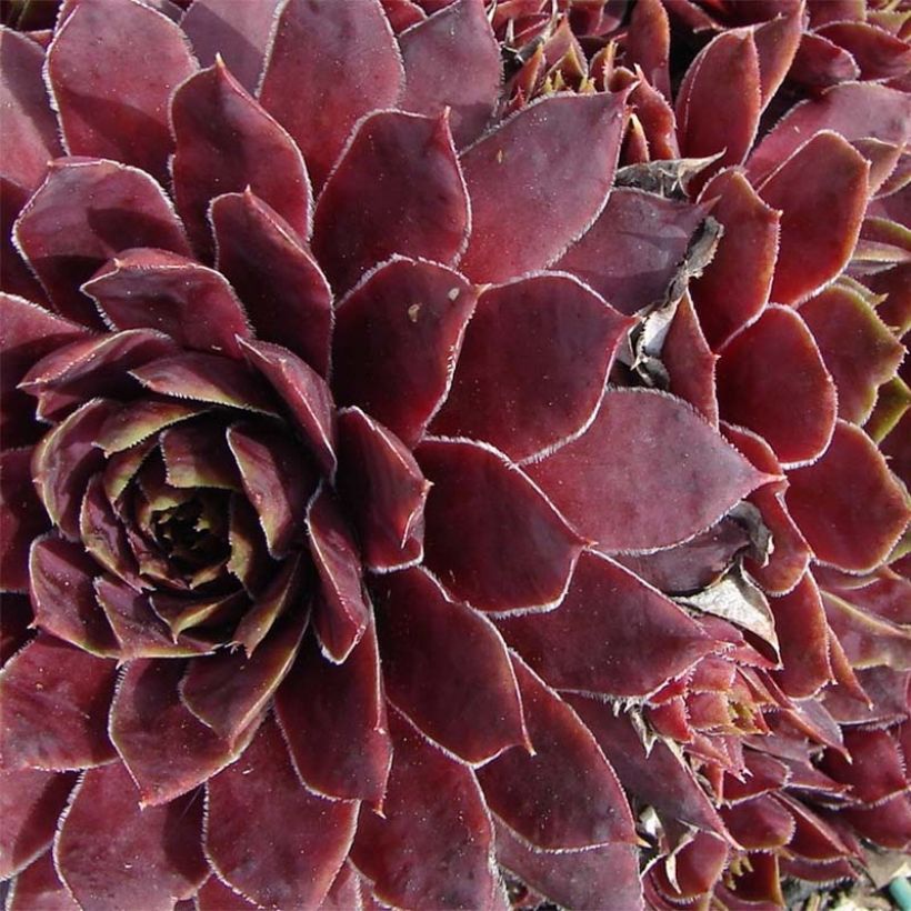 Sempervivum Granat - Huislook (Bloei)