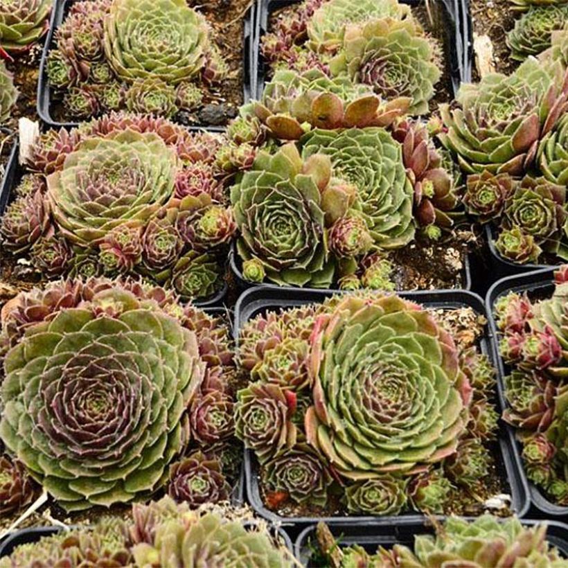 Sempervivum Granat - Huislook (Groeiplaats)